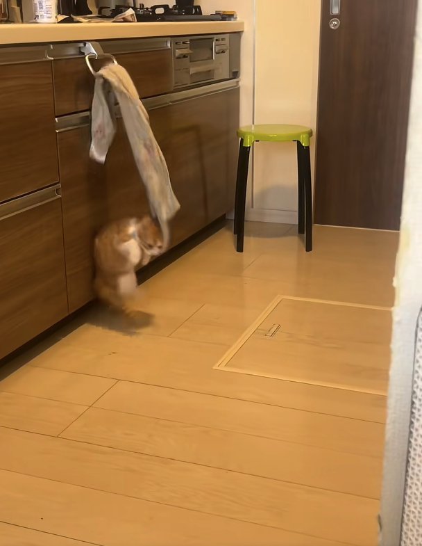 かけられたタオルをくわえてジャンプしている猫