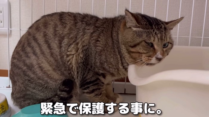 体調が悪そうな猫