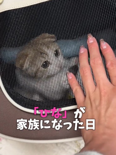 キャリーの中にいる猫