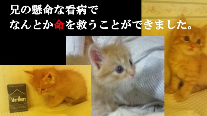 救われた子猫