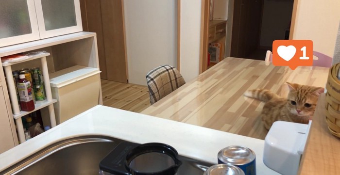 洗い物に気づいたぷてぃこさん