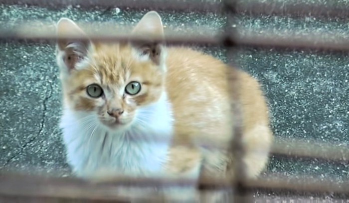 何かを訴えるような目で見つめる子猫