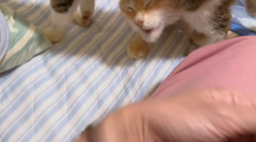 口を開けた猫