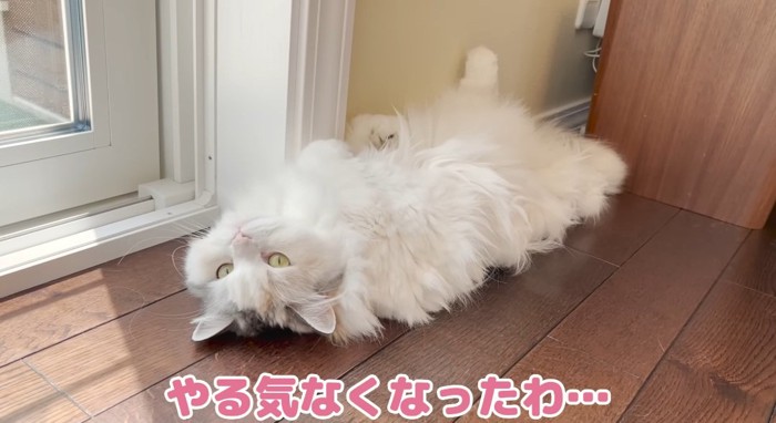 寝転がる猫