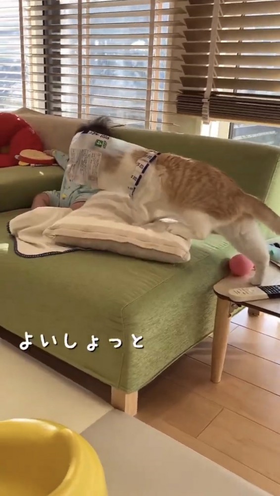 子供のそばにいる猫%％器用に移動するがんもくん