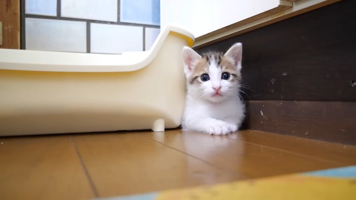 隙間に挟まるハートくん(カメラ目線)