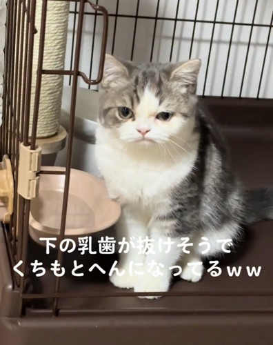 怒ったような表情のぐるくん