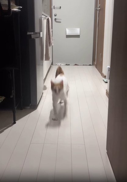 駆け寄る猫