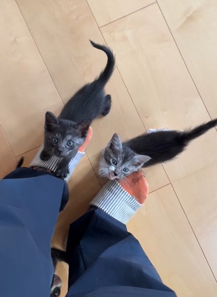 上を見上げる子猫たち