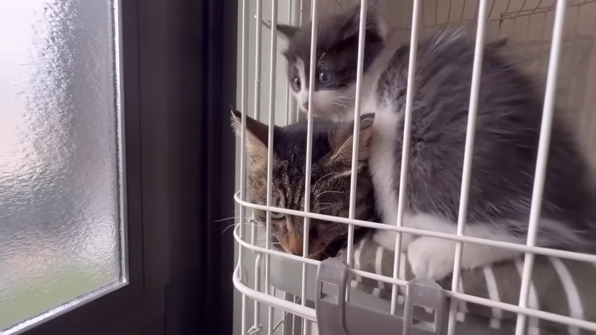 ケージ内母猫にくっ付く子猫