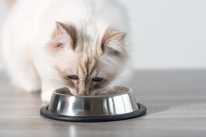 ご飯を食べる猫