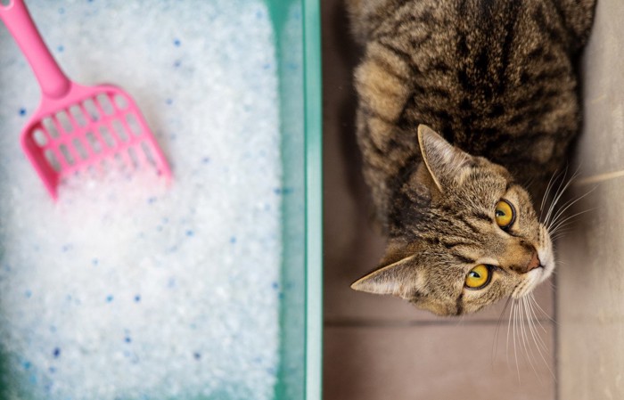 トイレの隣で意味ありげに見上げてくる猫