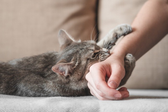 飼い主の腕にかみつく猫