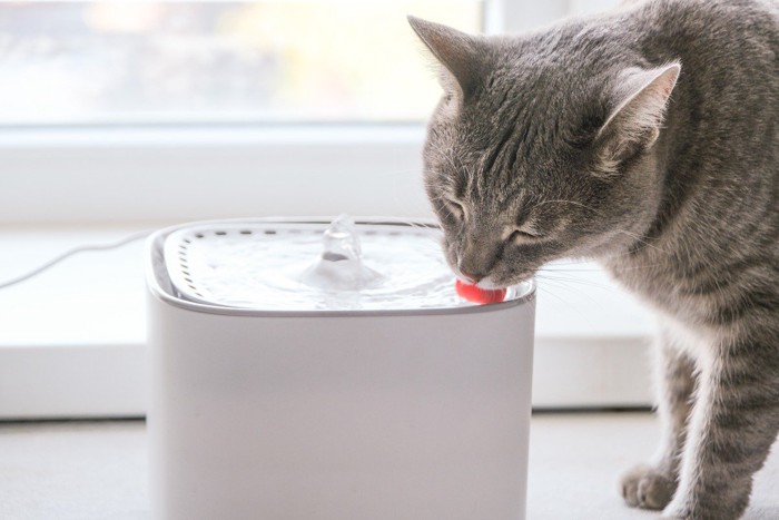 水を飲む猫