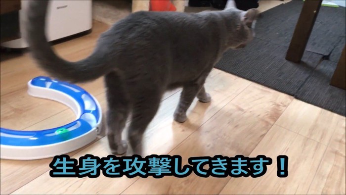 後ろを向く猫