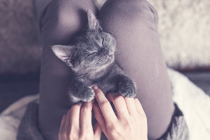 飼い主の膝の上で気持ちよさそうに眠る猫