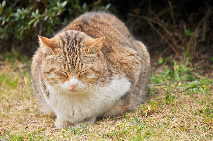 座りながら眠る猫