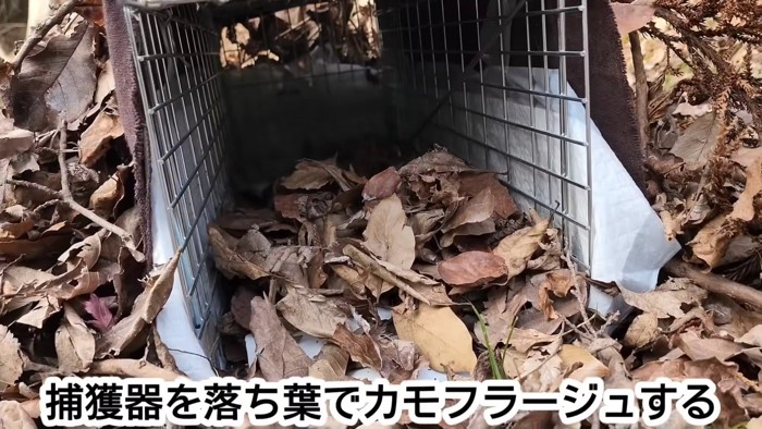 落ち葉で隠した捕獲器