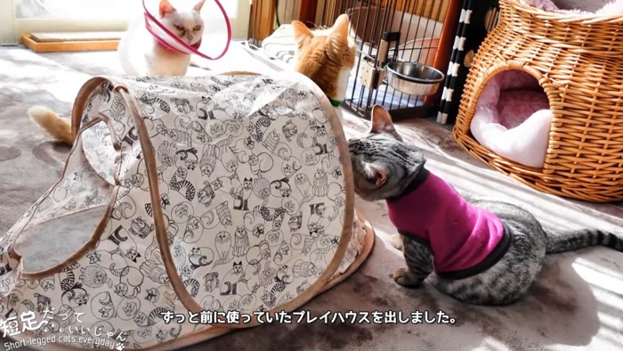 テントと猫たち