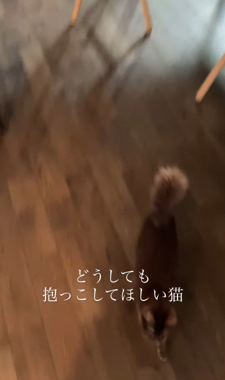 飼い主さんの方へかけ寄る猫