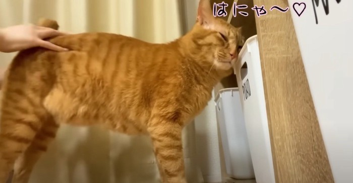 お尻トントンされる茶トラ猫