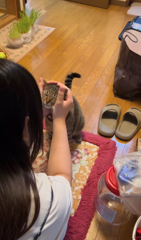 飼い主に撫でられている猫