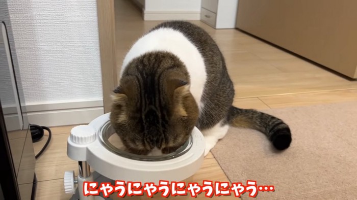 ごはんを食べる猫