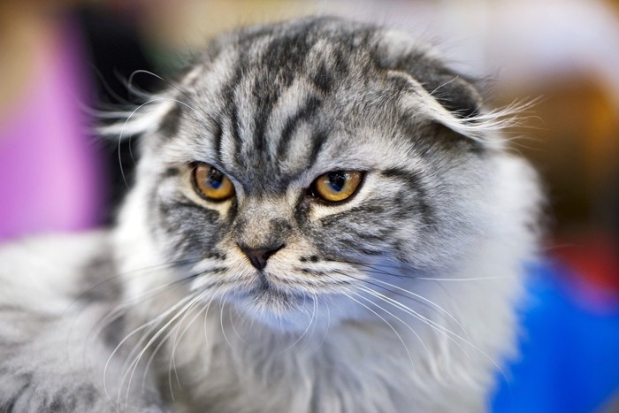 怒った顔の猫