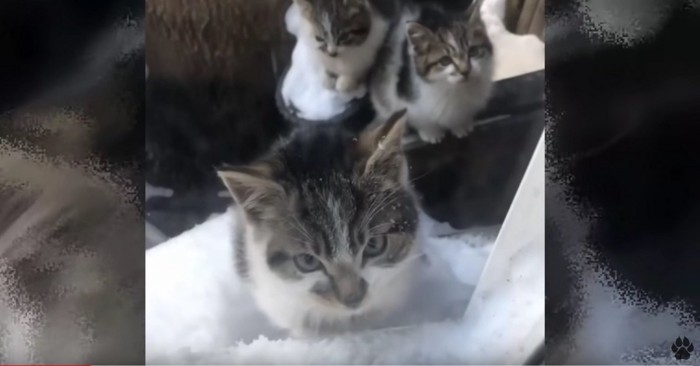 雪の屋外に3匹の猫