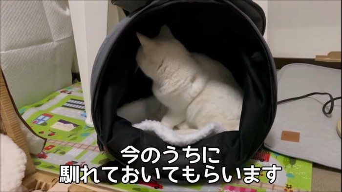 キャリーに入る猫