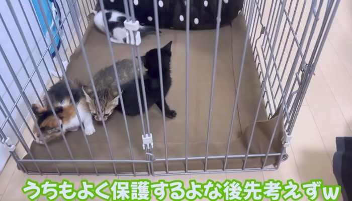 毛色も柄もまったく違う子猫たち