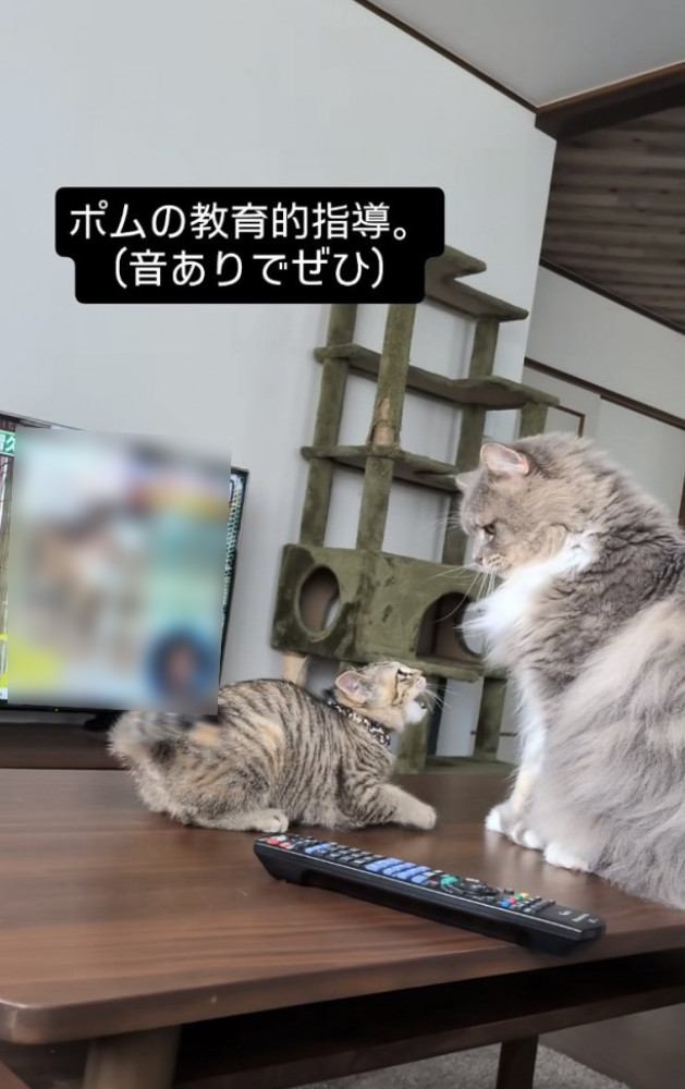 サイベリアンにケンカを売る子猫