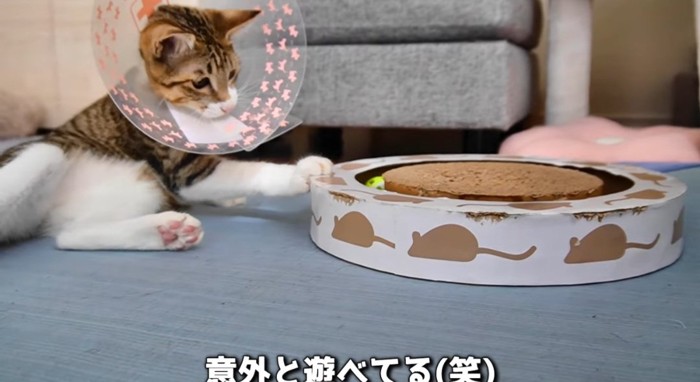 遊んでいる猫