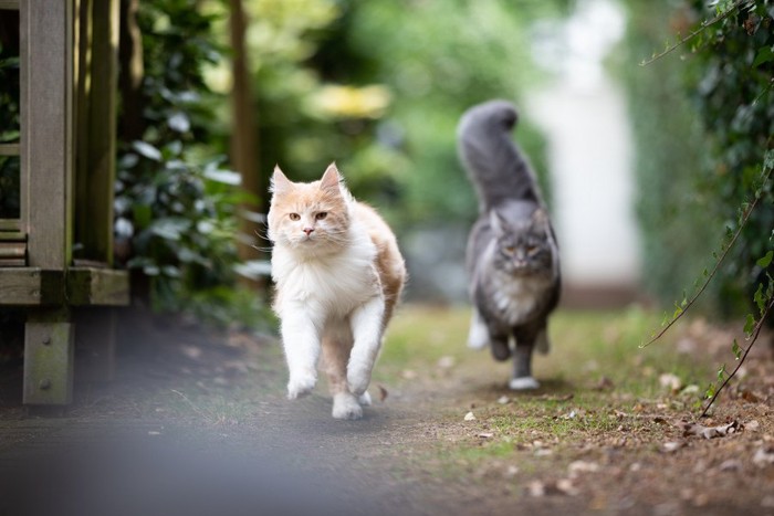 追う猫と追われる猫