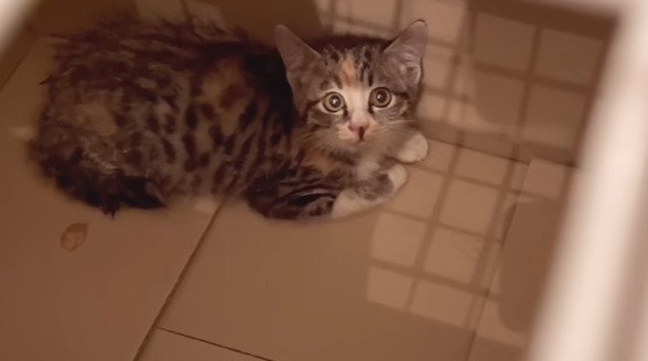 見上げる子猫