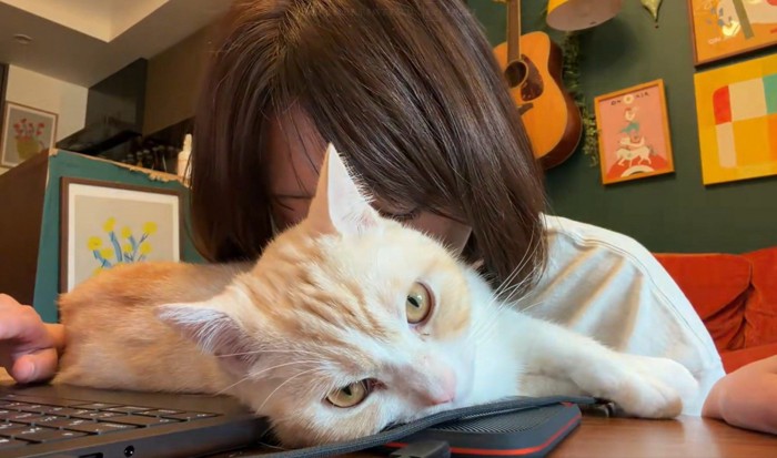 猫の体に顔をうずめる飼い主