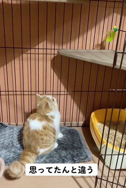 棚を見上げる猫