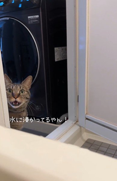 お風呂場を覗き込んでいる猫