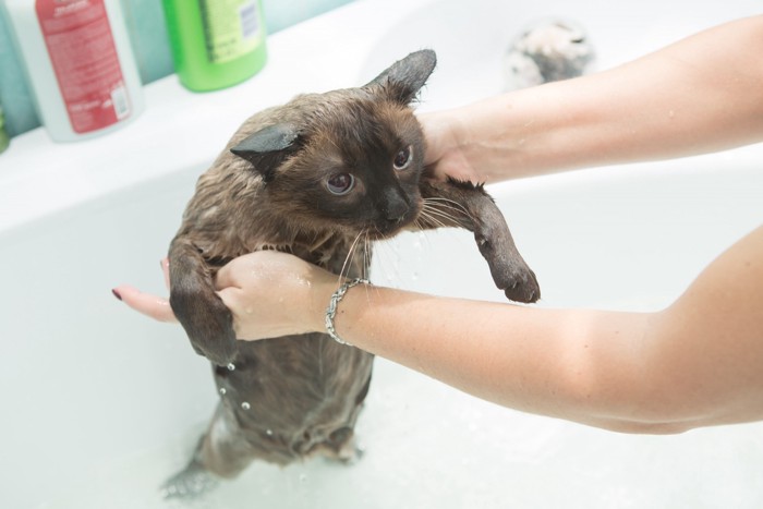 泡シャンプーにつけられている猫