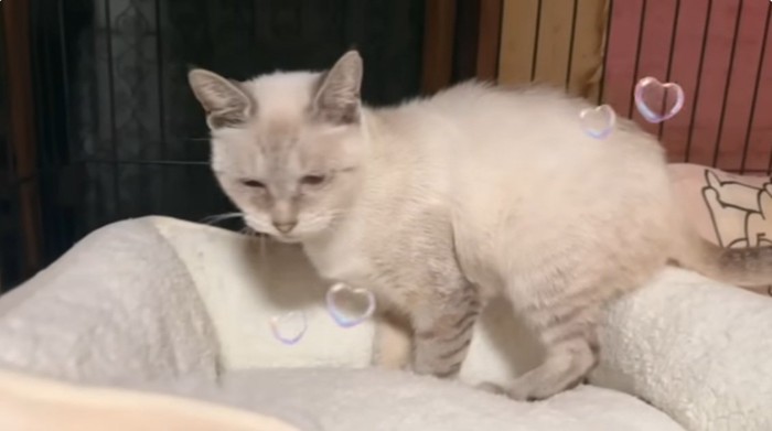 猫用ベッドの上にいるシャムトラ猫