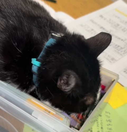 文房具入れの中に顔を入れる猫