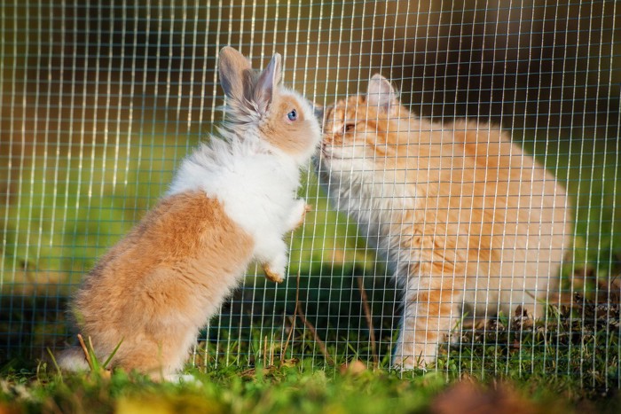 ネット越しの猫とウサギ