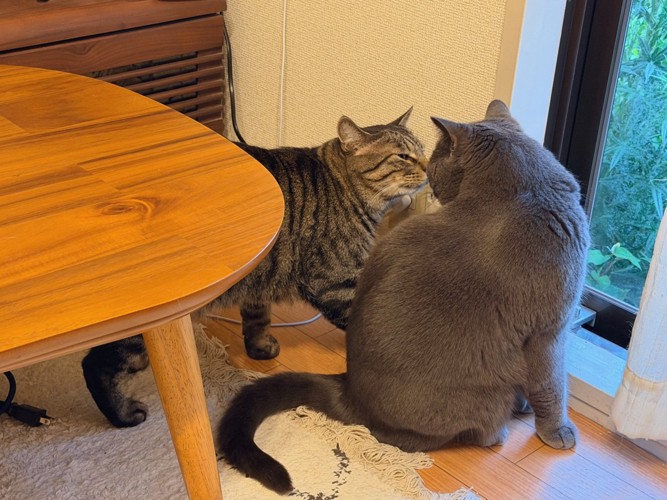 顔を近づける2匹の猫