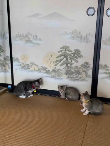 向かい合う3匹の子猫