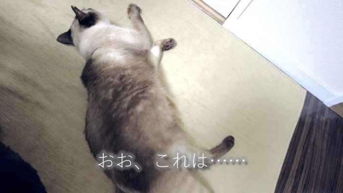 寝転がる猫