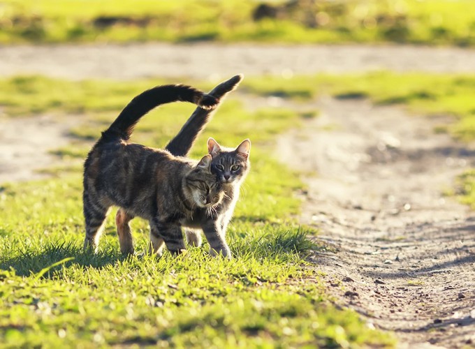 寄り添いながら歩く2匹の猫