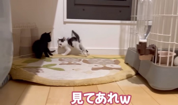 連続してジャンプを繰り返す猫