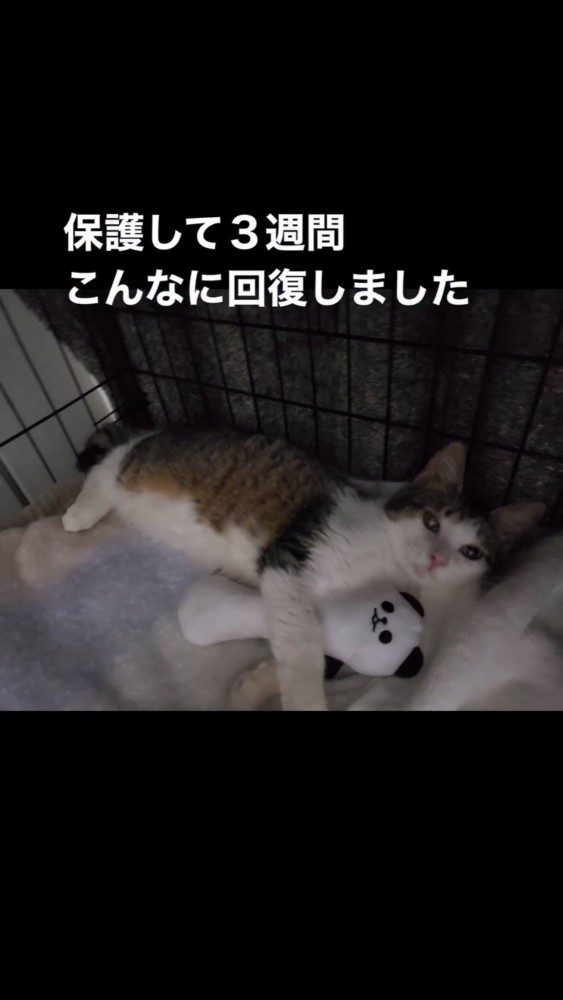 ぬいぐるみを抱いて寝る猫