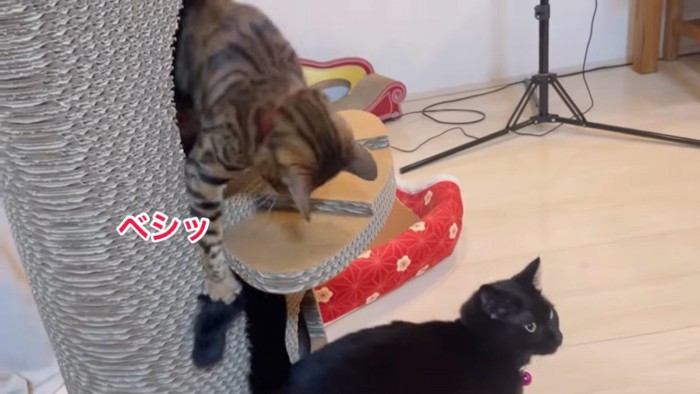 黒猫のしっぽにタッチする猫