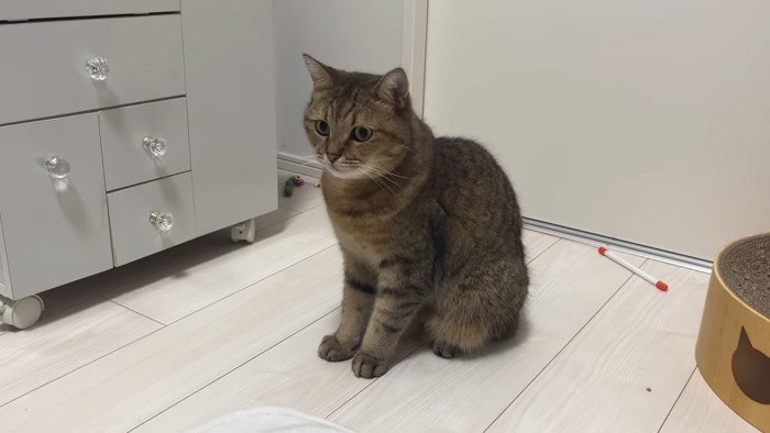見開く猫